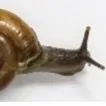 thumbnail for publication: El caracol cola de cuerno (Macrochlamys indica): una nueva especie invasiva en Florida